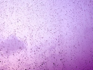 Raindrops on a purple flowers backgrounds