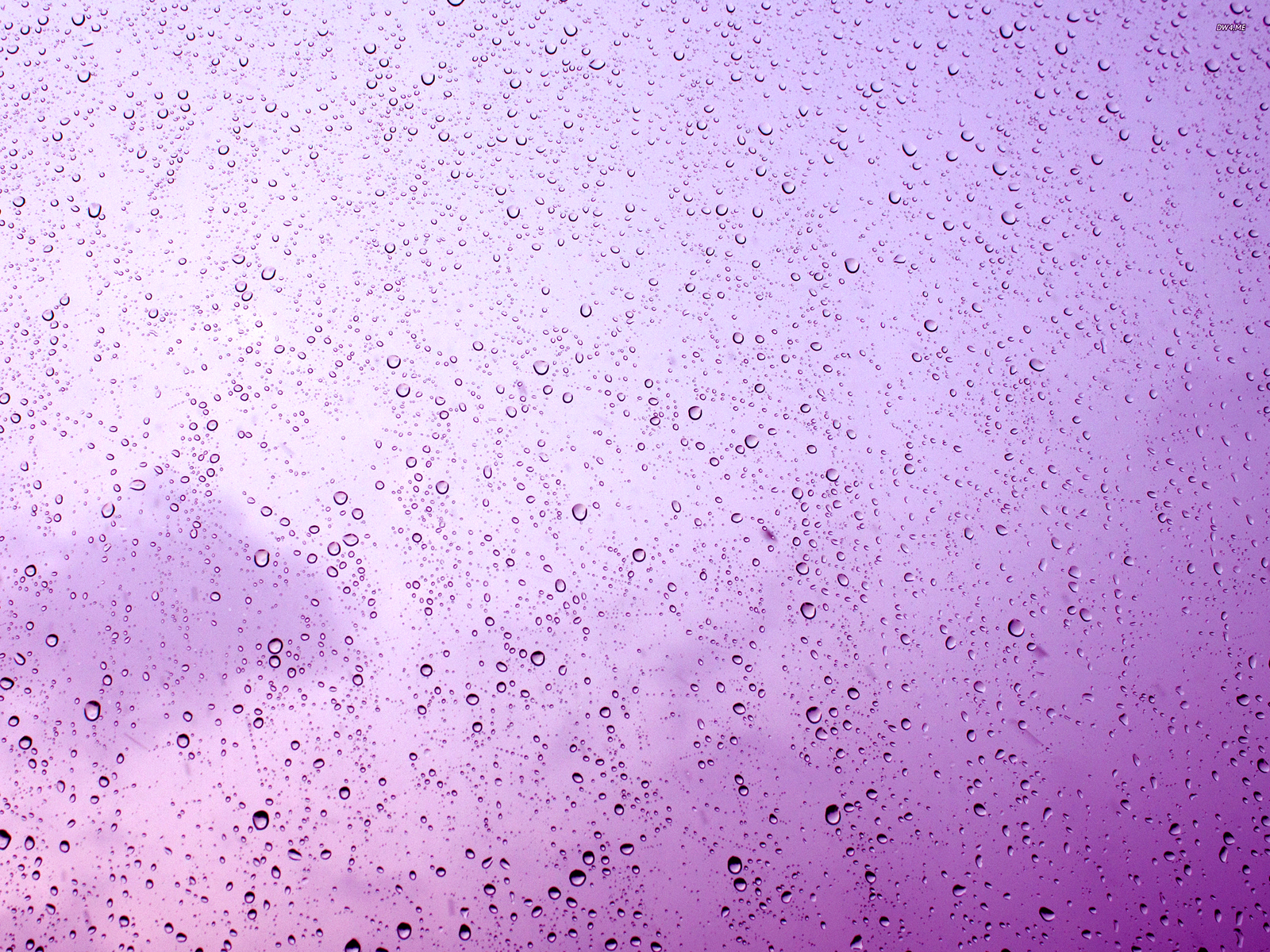 Raindrops on a purple flowers Powerpoint Templates - Black, Flowers,  Fuchsia / Magenta, Silver - Free PPT Backgrounds and Templates