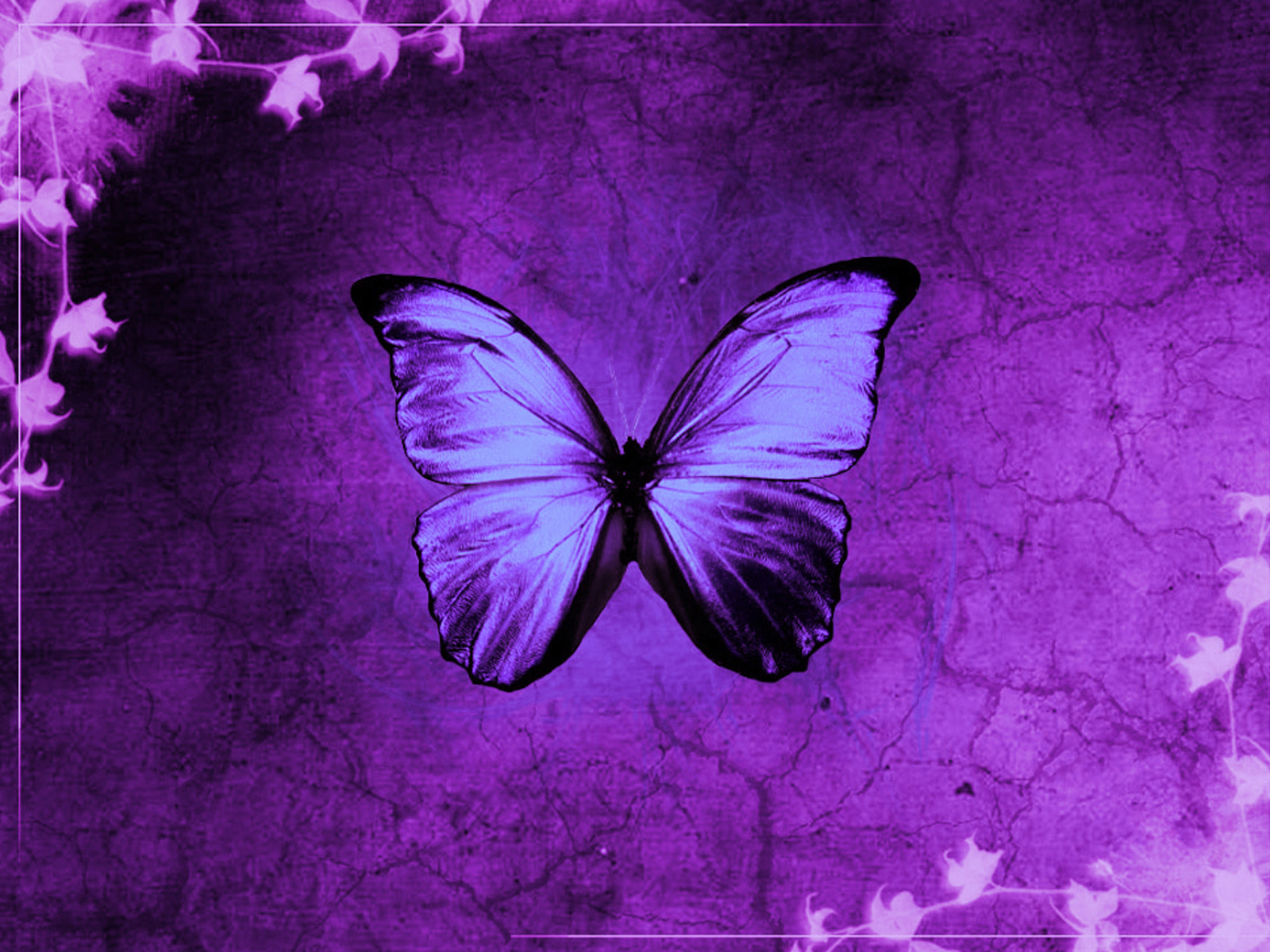 Vista msn butterfly grass Powerpoint Templates - Beauty & Fashion, Black,  Fuchsia / Magenta, White - Free PPT Backgrounds and Templates